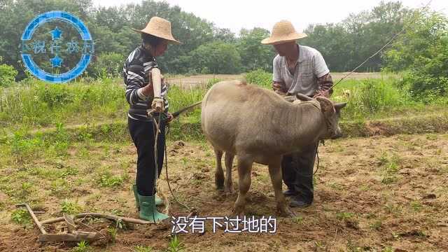 80岁老汉训牛耕地,牛耕地的速度很快,丝毫不输机器耕地