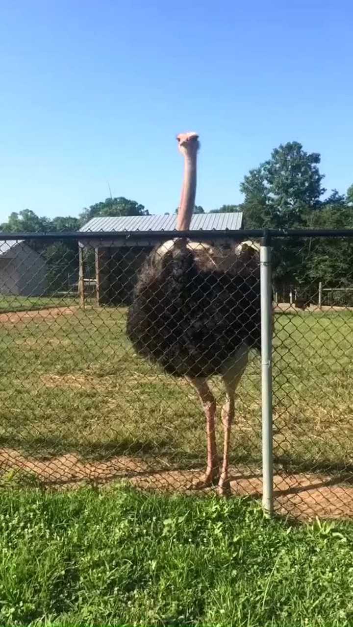 看这里,鸵鸟舞