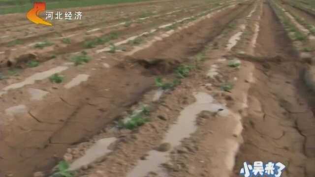 花生种子用了农药后不出苗,村民不满经销商态度,想“秋后算账”