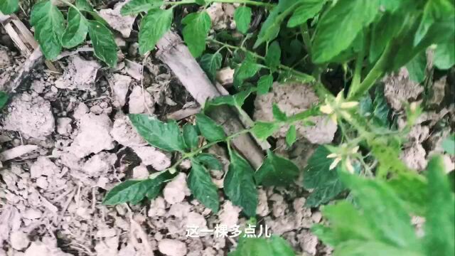 番茄种植教学