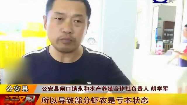 荆州:小龙虾行情调查,新手虾农“每亩亏损上千元”