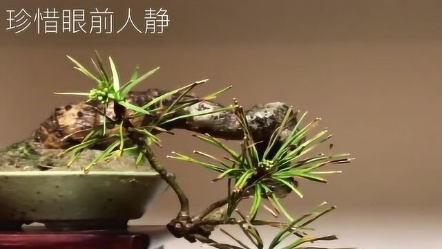 一组微型盆景欣赏,制作精致,优雅古朴,玲珑小巧