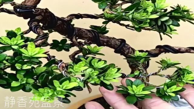 罗汉松盆景养护技巧与制作造型分享