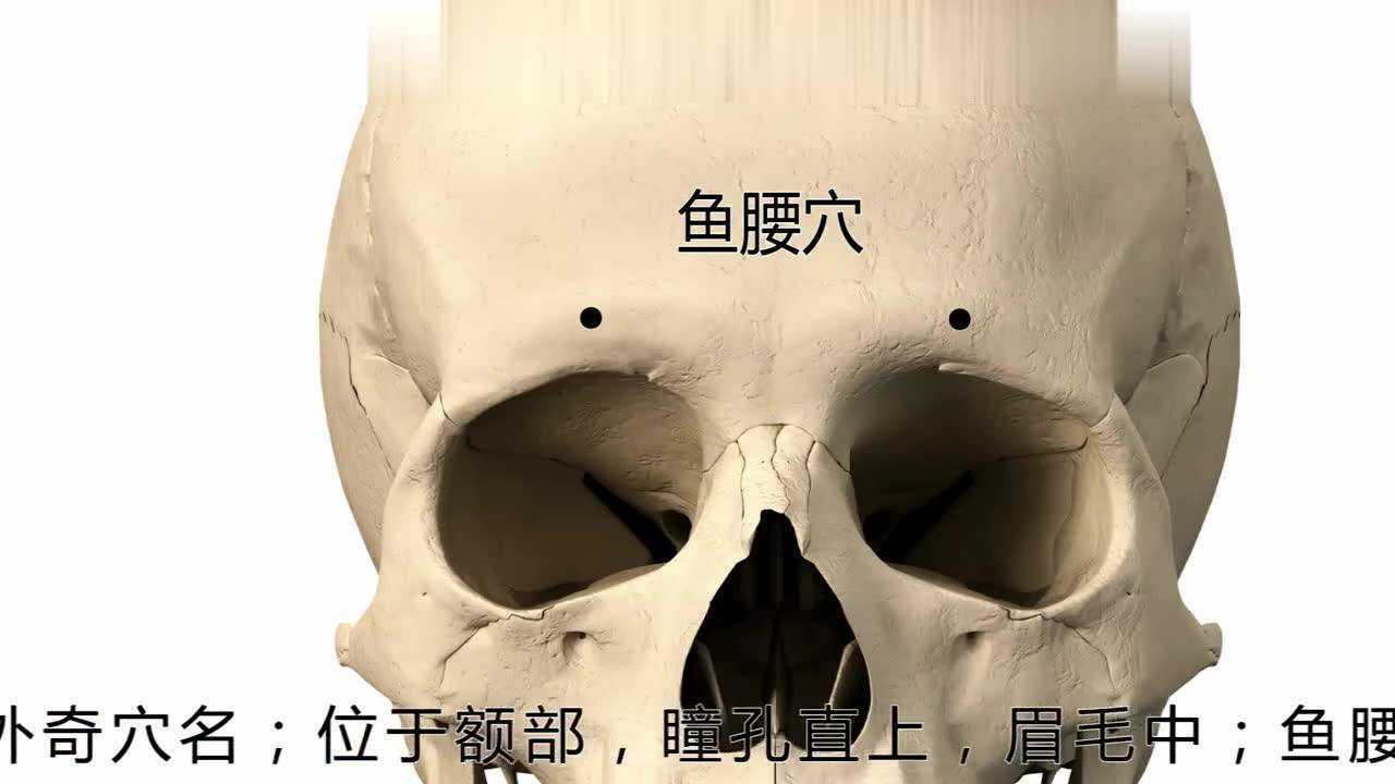 鱼腰穴的位置