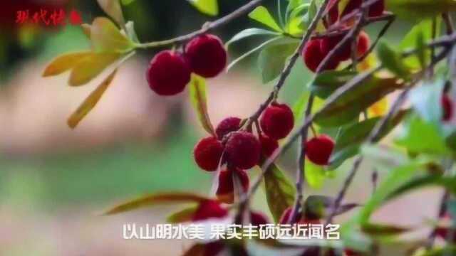 南京溧水原人大主任被查,其农庄里果树几乎被人摘光