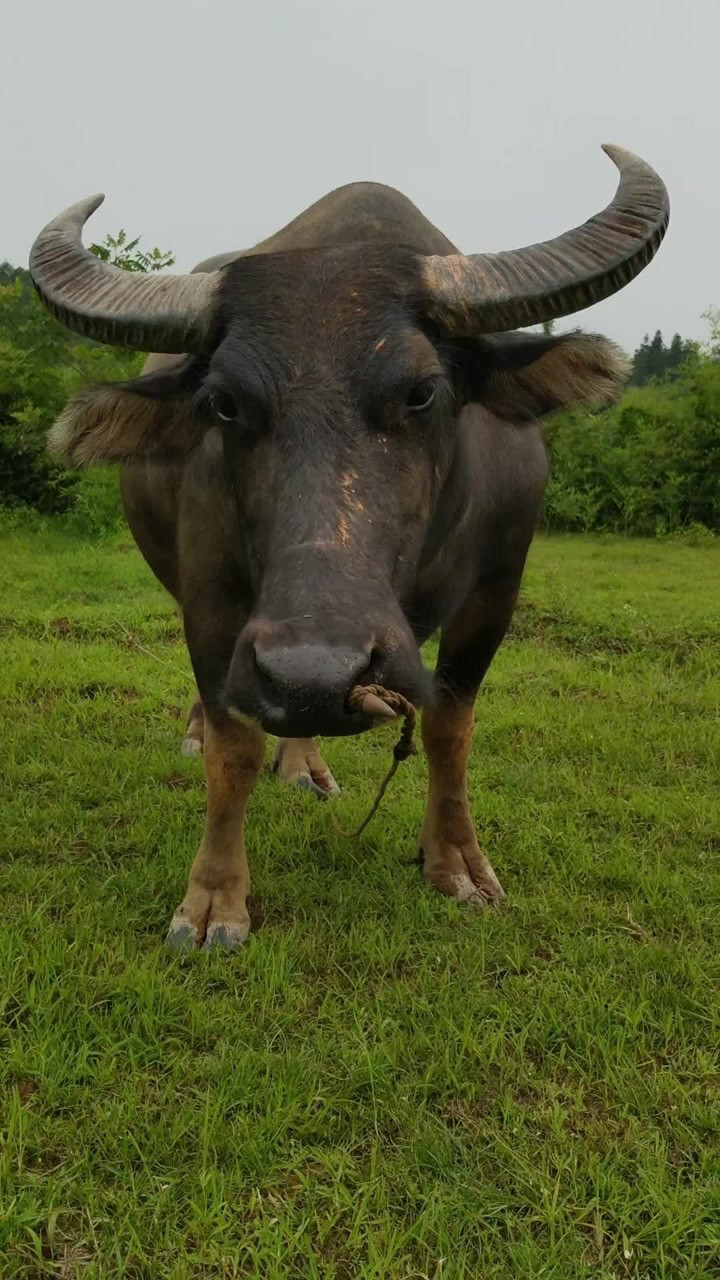 天气燥热牛鼻子都出汗了