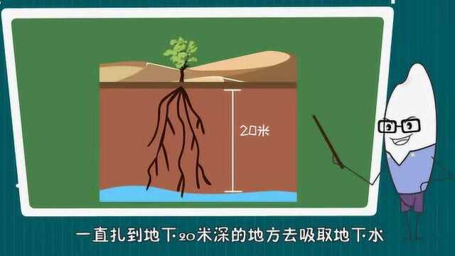 亲子动画:胡杨树为什么能在沙漠中生长?