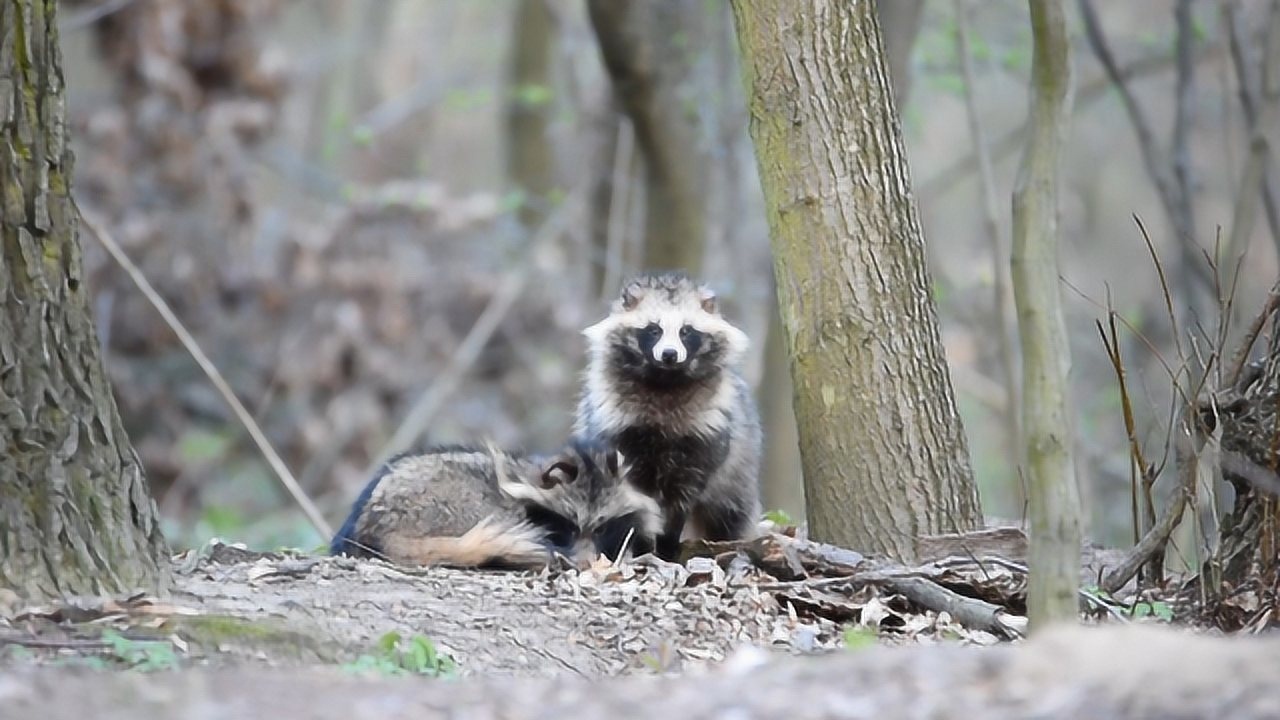 一丘之"貉",形似小浣熊的"国产小浣熊"貉:我可不是貂