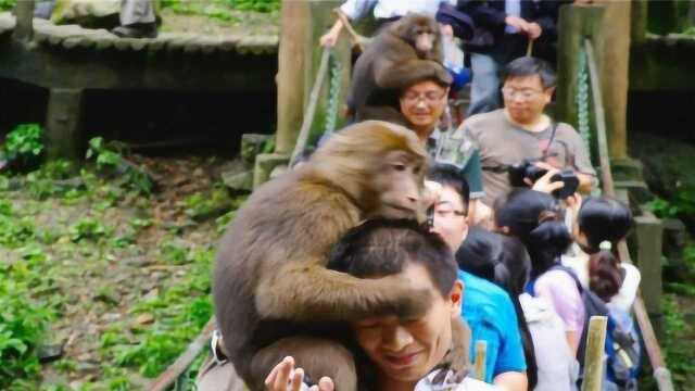 峨眉山的猴子虽然顽皮,但是却害怕这种东西,看到后会躲开