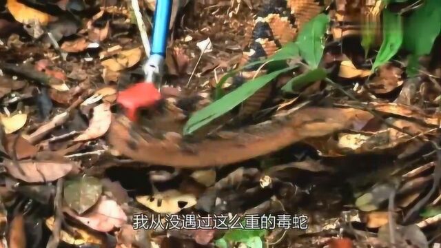 蟒蛇猎人:巨蟒虽然是丛林霸主,但在人类手中却像温顺的羔羊!