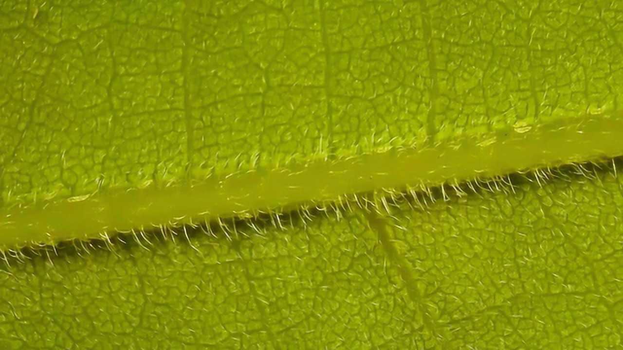 显微镜下的树叶放大100倍看看