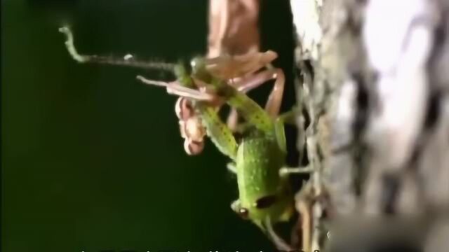 《自然密码》灰色螳螂捕猎,就像功夫大师一样迅速