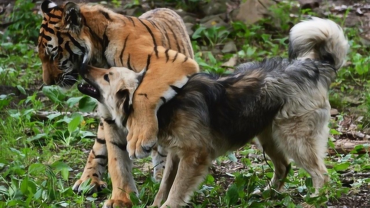 老虎和狗狗一起长大,时隔3年再次见到玩伴,它的一个举动很暖心
