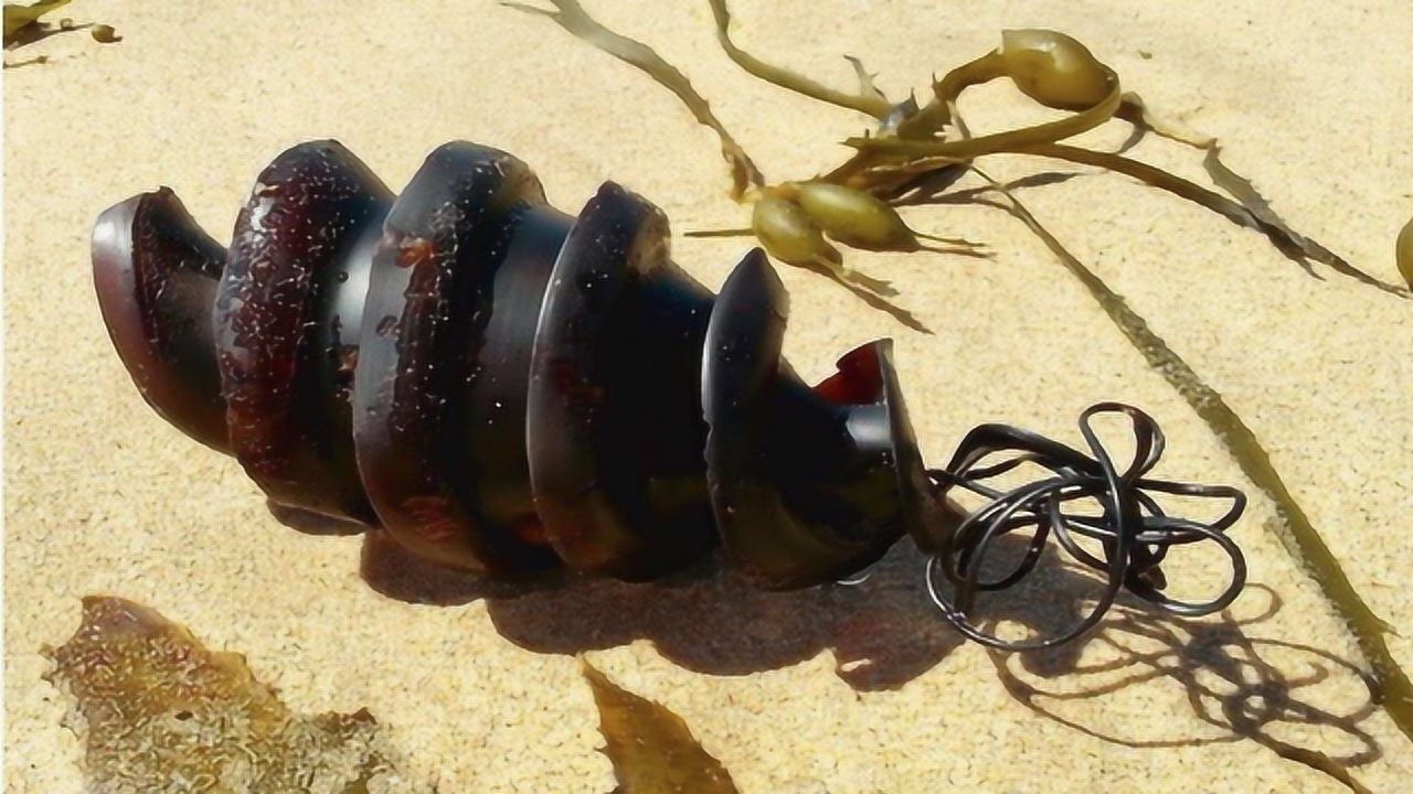 世界最奇怪的10种动物蛋,各个都很独特,第1位每次都榜上有名