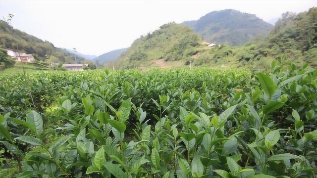 “南茶北引”建起产业链 日照绿茶一叶成一业