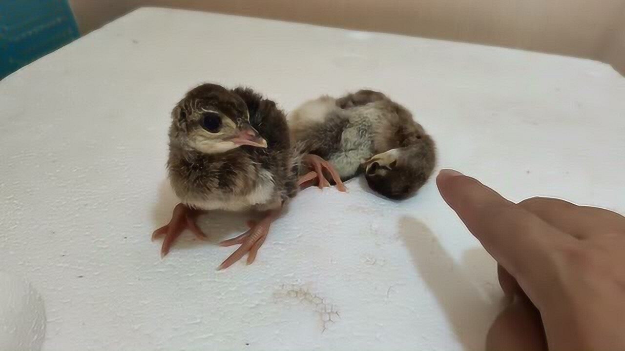 两只可爱的小孔雀破壳而出,孵化过程有风险,育雏更重要