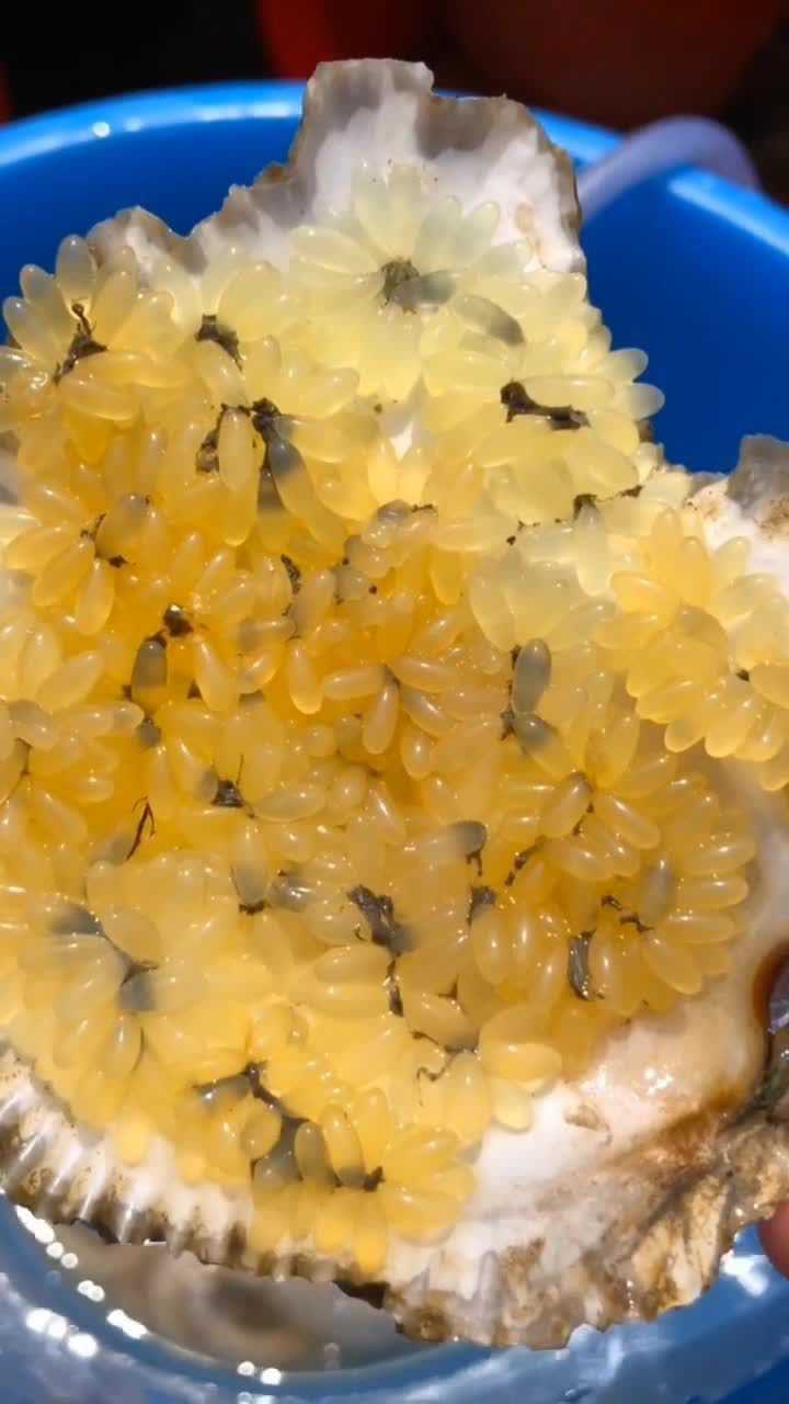 好多的八爪鱼的卵啊
