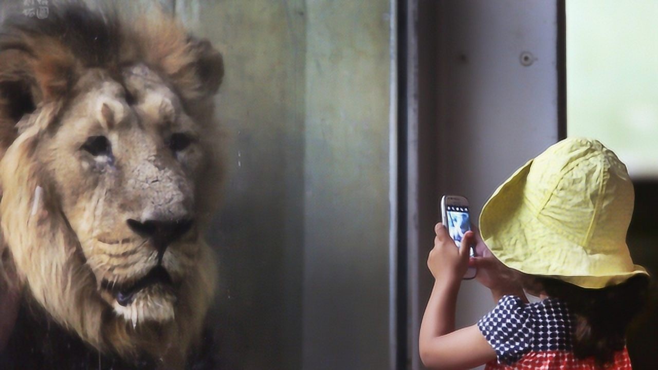 小女孩和狮子合照,回头一看,狮子的眼神令人反思!