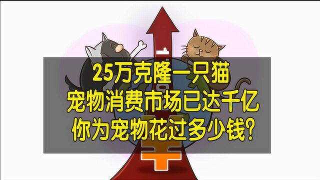 花25万克隆猫,宠物消费市场已达千亿 ,你为爱宠花过多少钱?