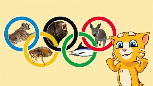 动物奥运会