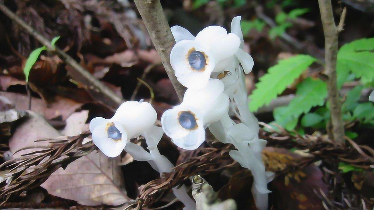 江西一夜暴雨,开出数百株"鬼兰花",一朵价值连城_高清1080p在线观看平