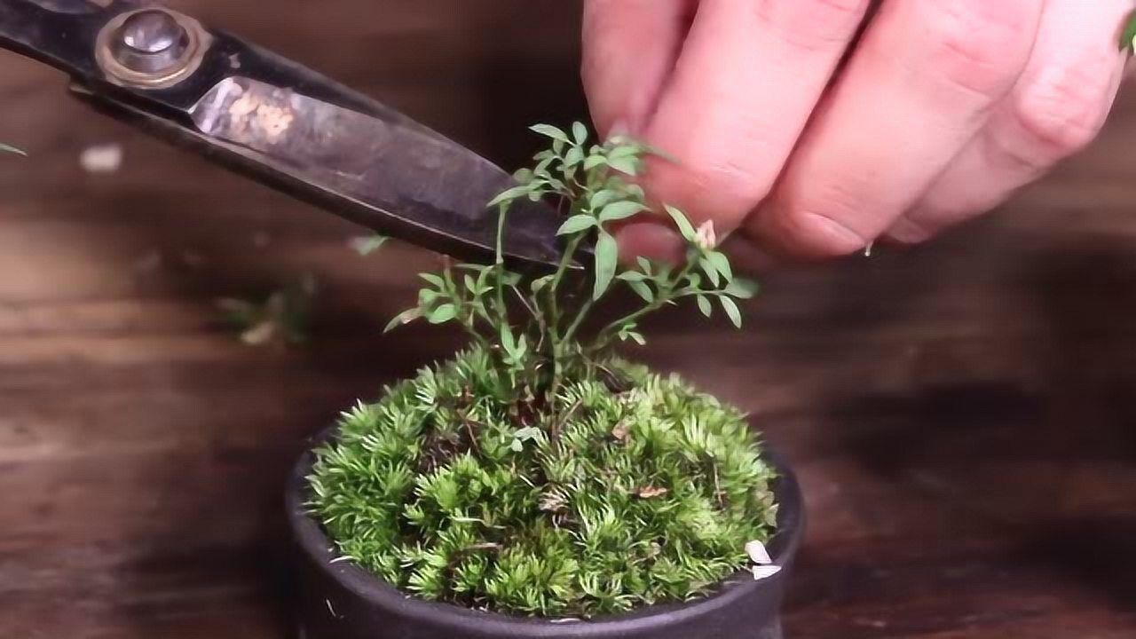 姬月季修剪视频-1