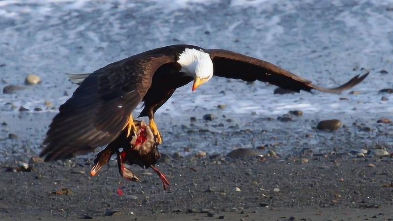 巨型老鹰捕食鸭子鸭妈妈当场被老鹰生吃镜头记录悲惨一幕