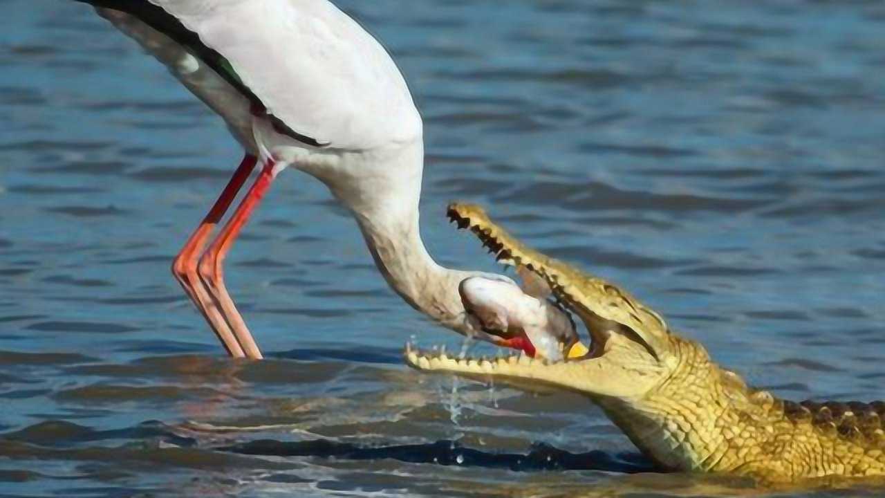 鲸头鹳大战鳄鱼,一嘴直接砸碎鳄鱼脑袋,镜头记录惨烈全程
