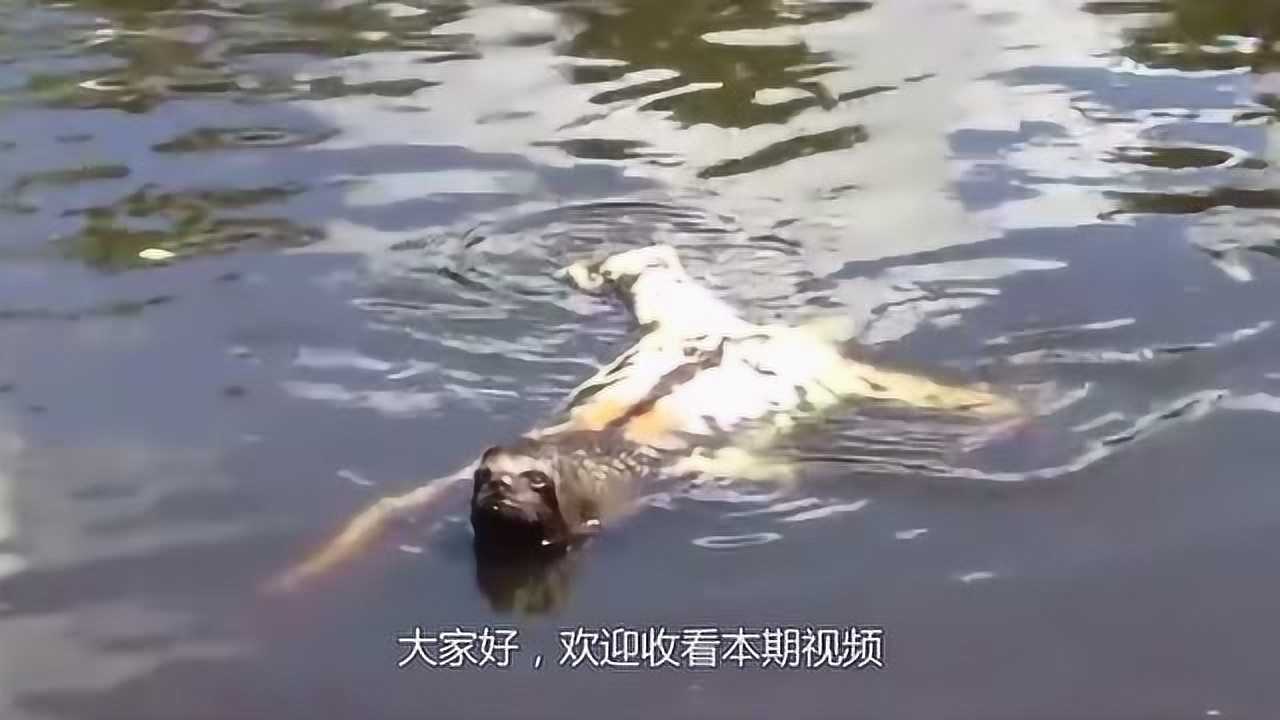 水鬼真的存在?专家拍下水鬼游玩全过程,网友:吓死宝宝了!