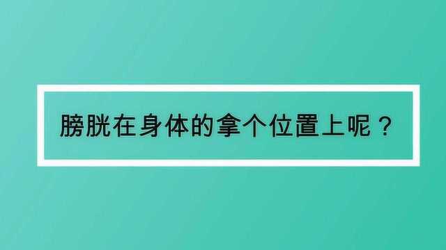 膀胱在身体的哪个位置上呢?