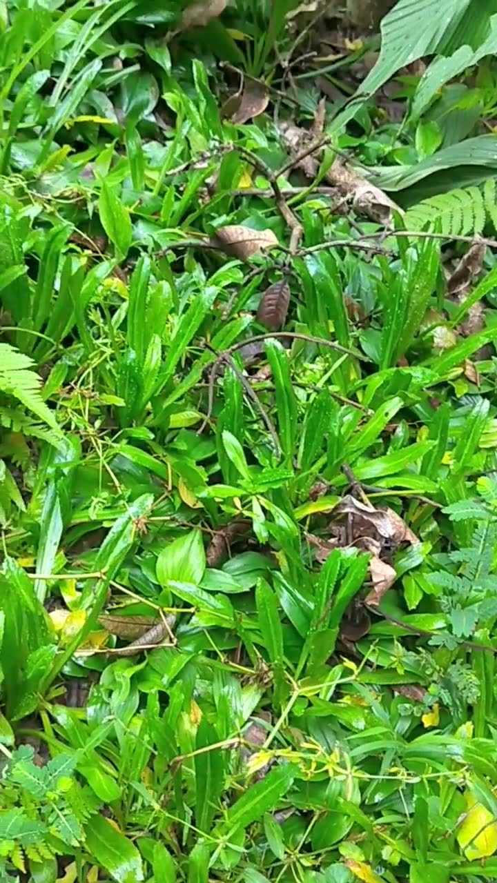 番鬼芫茜,做蘸料蘸肉吃特别的香,你认识吗?