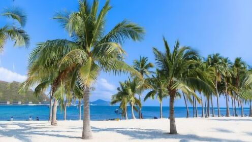 西谷椰子树,不长椰子长大米,被称为"米树"!