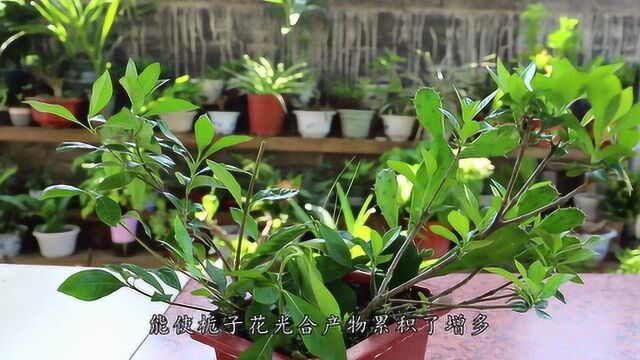 栀子花开花少?做点“兴奋剂”喂它,花苞咕噜噜往外吐