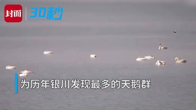 30秒 | 变身“天鹅湖” 银川阅海湿地公园首次迎来成群白天鹅