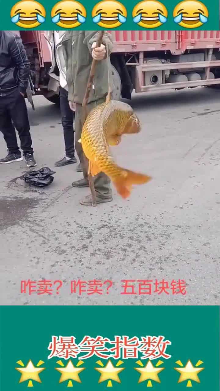 这么大的锦鲤是要成精了吗