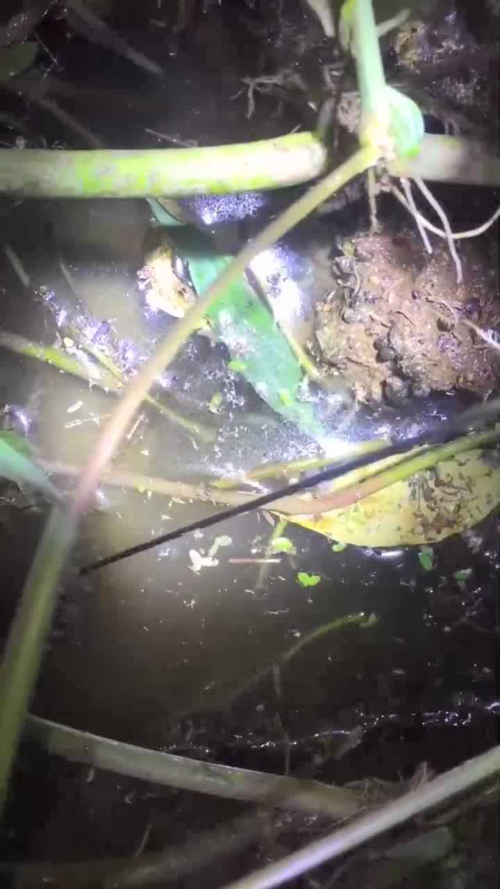 农村小伙半夜溪边钓黄鳝单手甩飞鳝鱼这技术厉害了