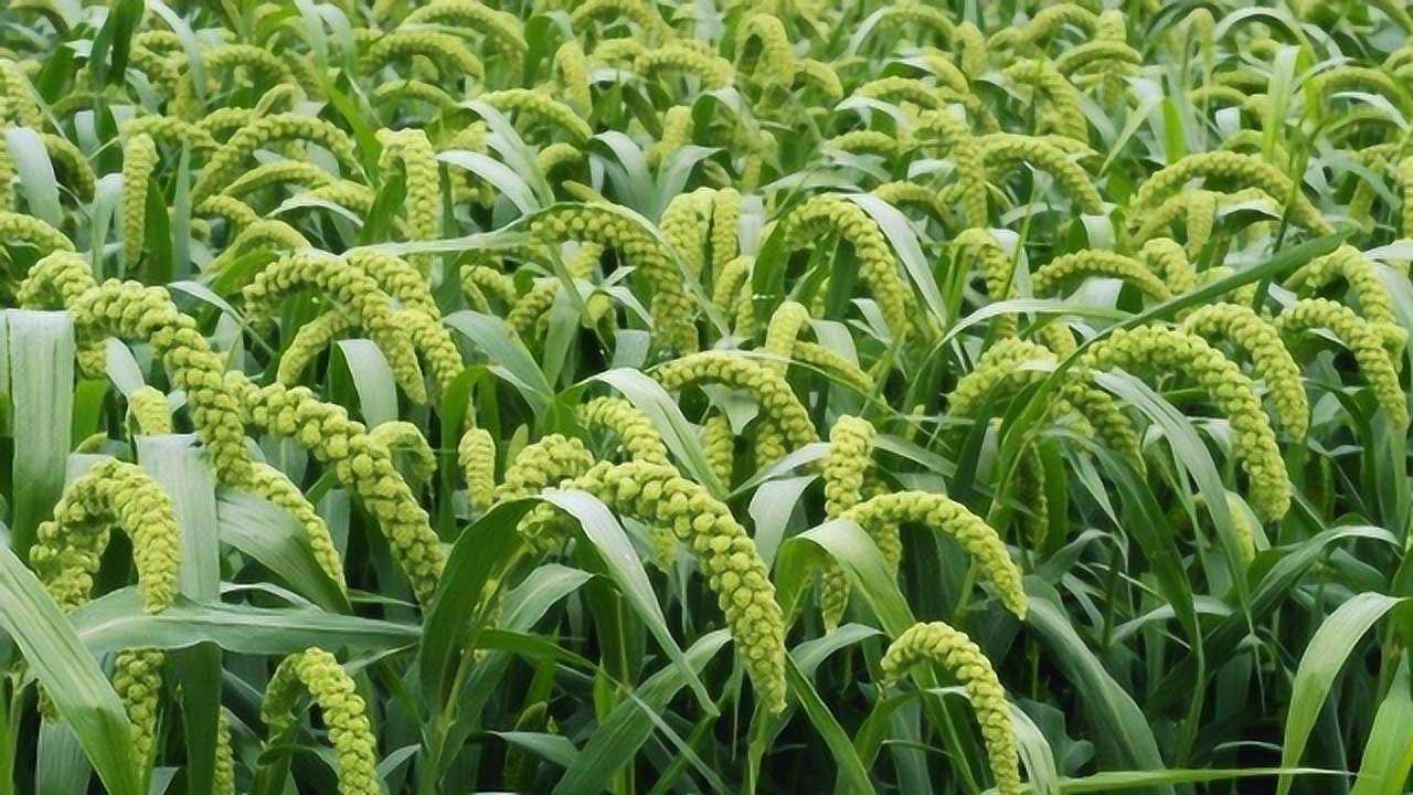 黍、粟、谷有什么区别?如何来区分呢?都有着何用途呢?_高清1080P在线观看平台_腾讯视频