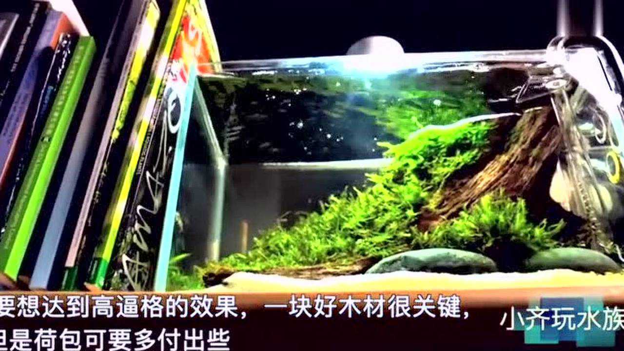 新手可以參考的小魚缸造景一木成景簡單高顏值