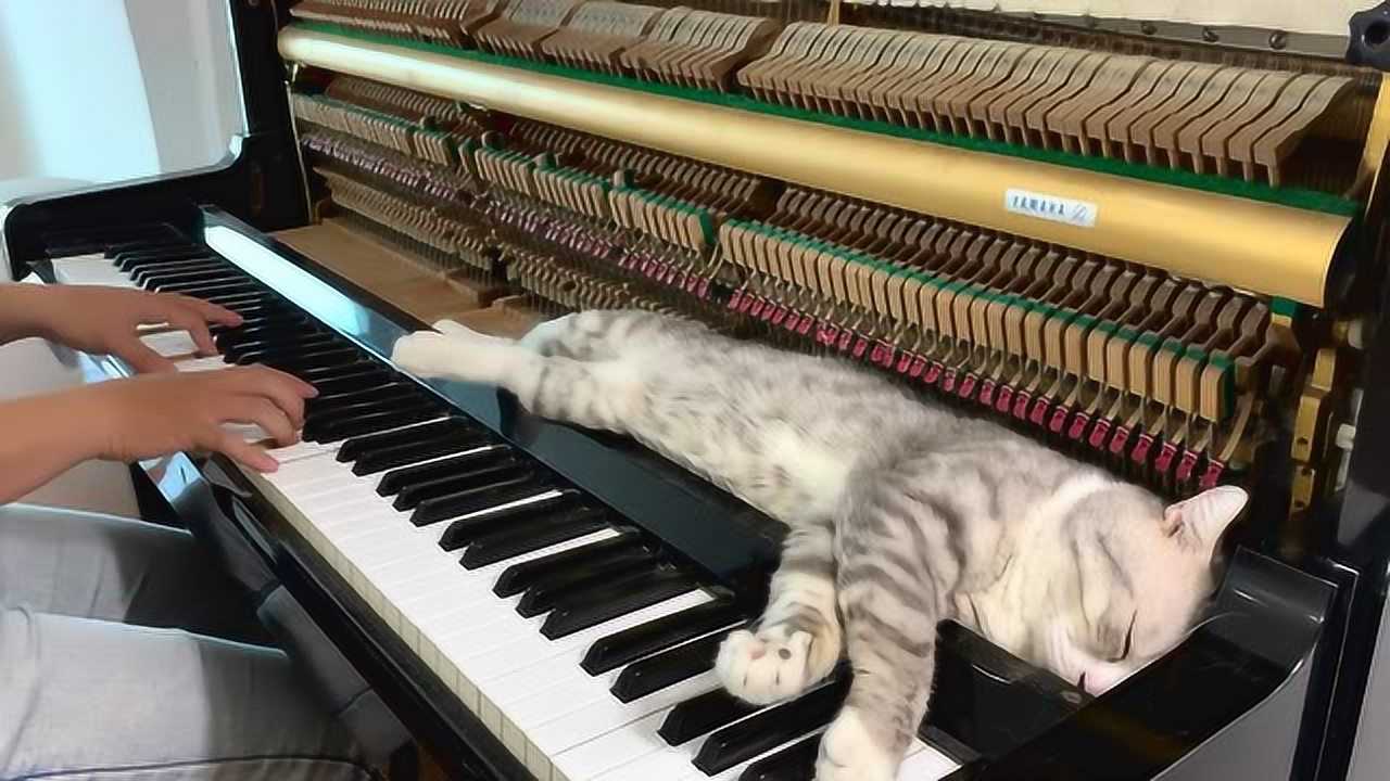 可爱小动物:小花猫爱听美妙钢琴