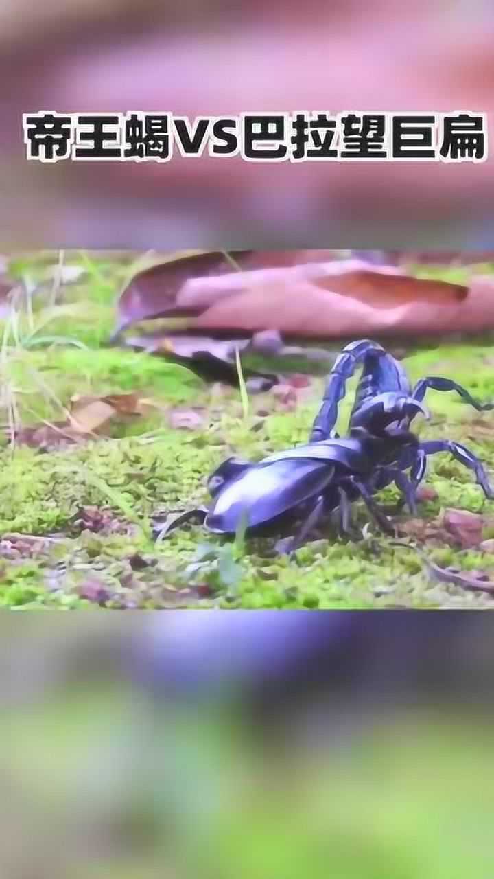 帝王蝎vs巴拉望巨扁两只虫中一霸谁会赢