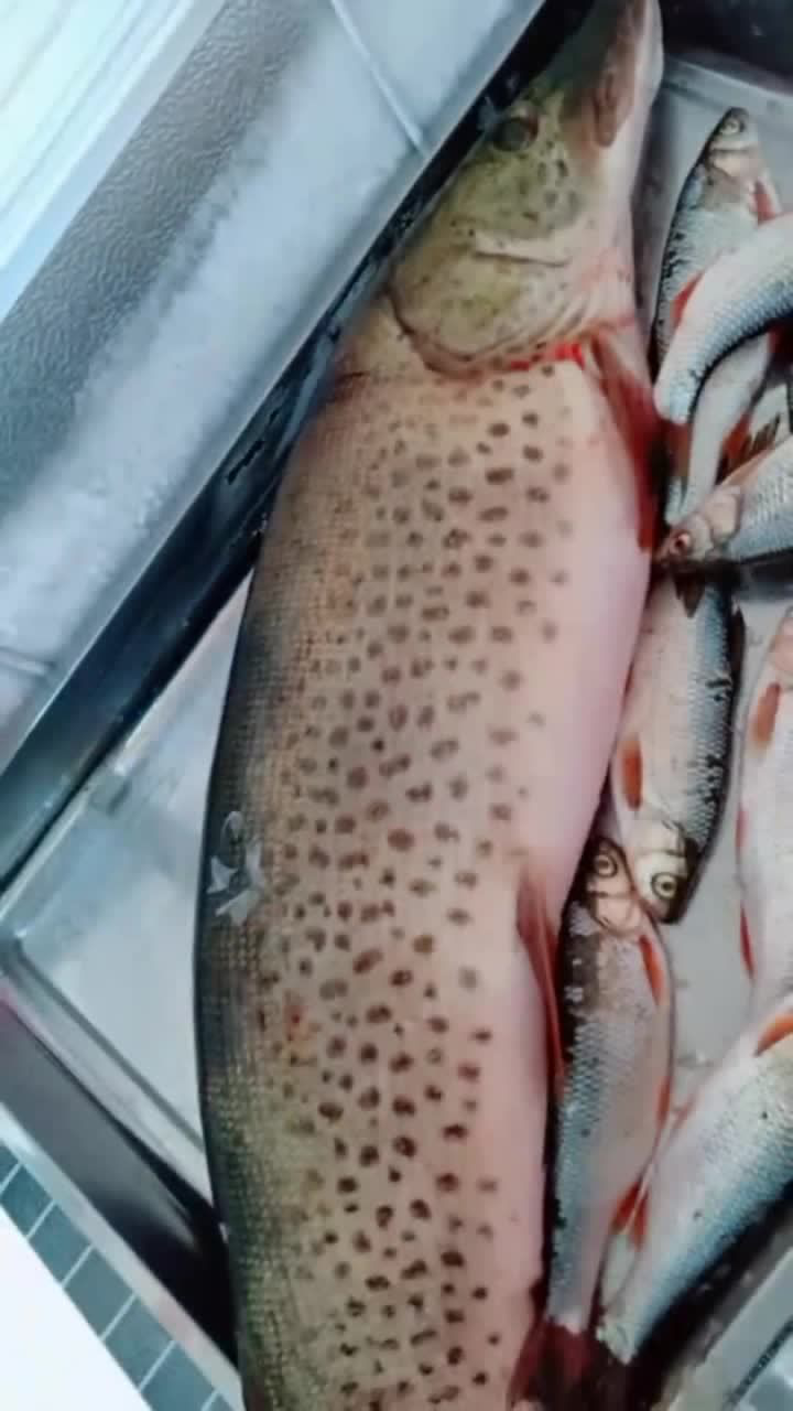这是什么鱼啊,看上去很大的样子,身上全是斑点