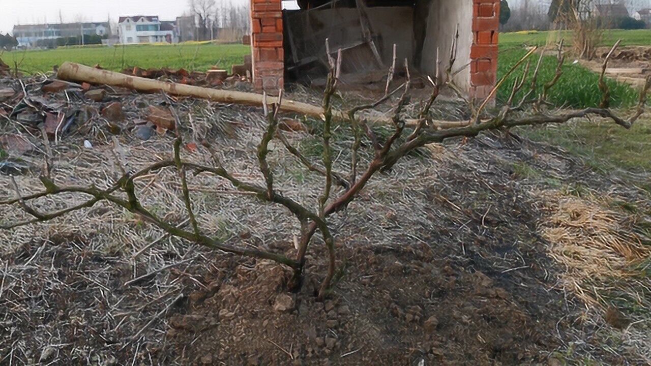 植樹節你種樹了嗎分享老果農的栽樹方法很實用喔