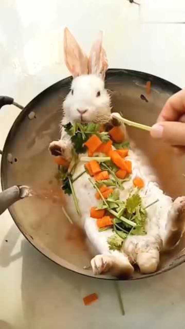 家里没有吃的啦,只能把兔子给炖了!