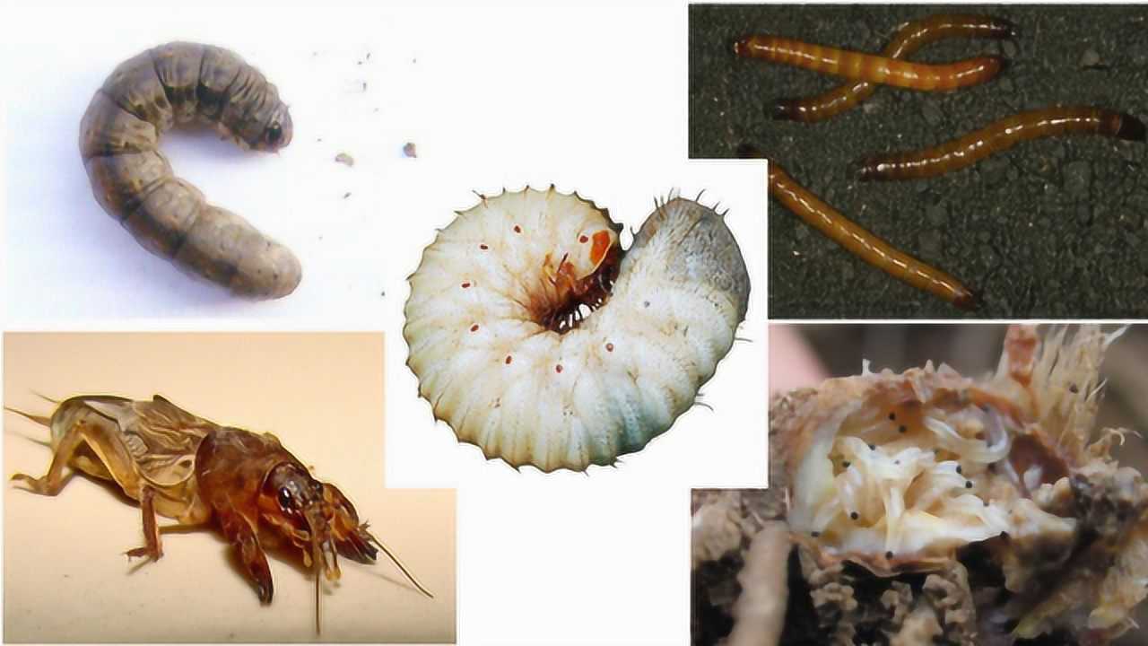 地下害虫蛴螬的生活习性以及防治方法