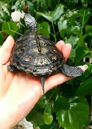 大花钻纹龟,才短短的两个多月就长得这么大!