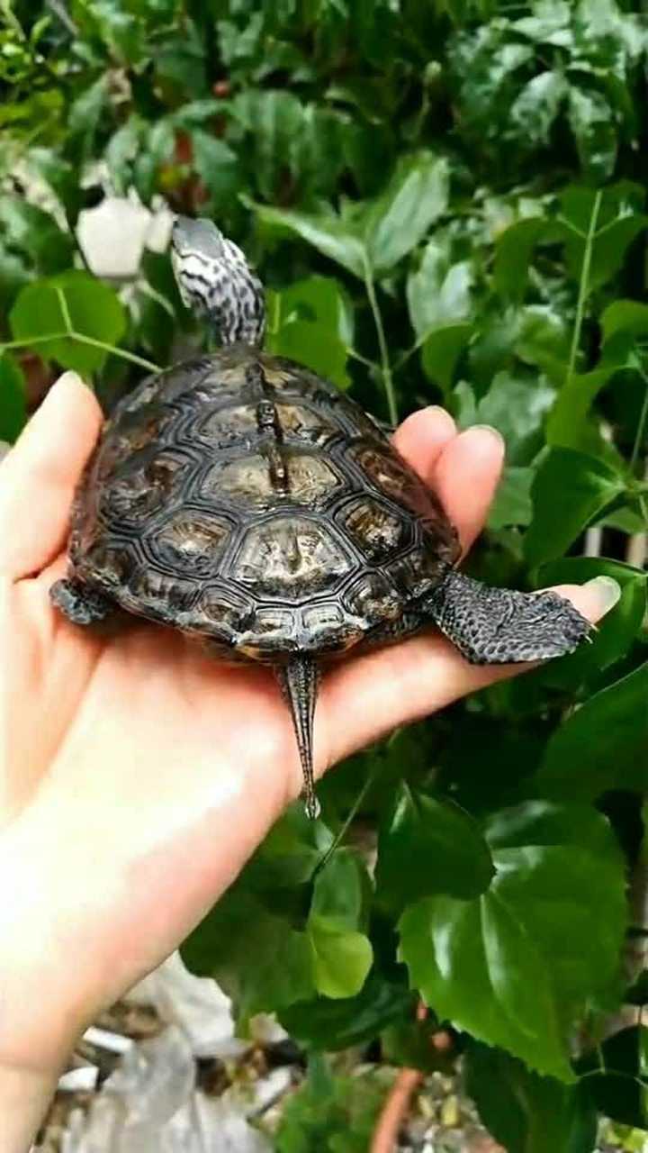 大花钻纹龟,才短短的两个多月就长得这么大!