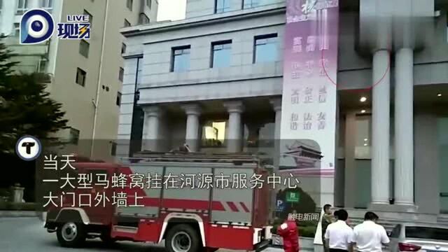 广东河源服务中心惊现马蜂窝!消防人员用高压水枪将其“歼灭”