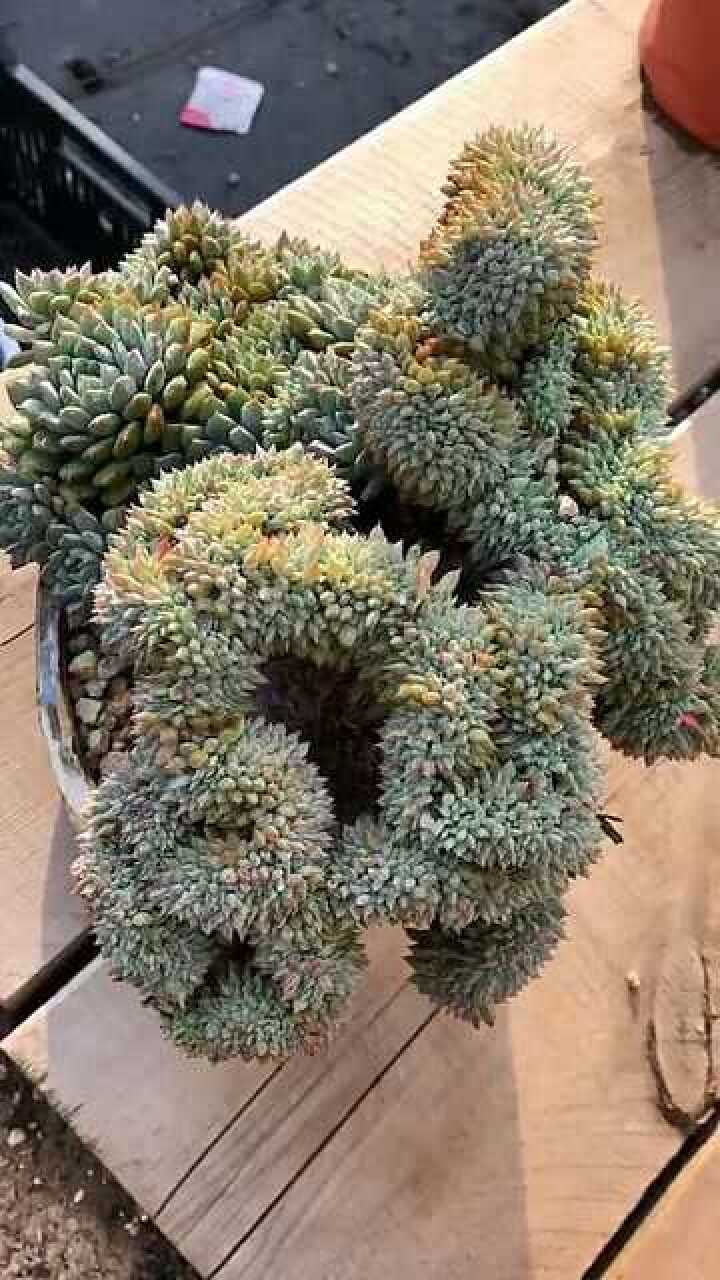 这是一棵小蓝衣缀化看它的外形好像一条龙是太美了