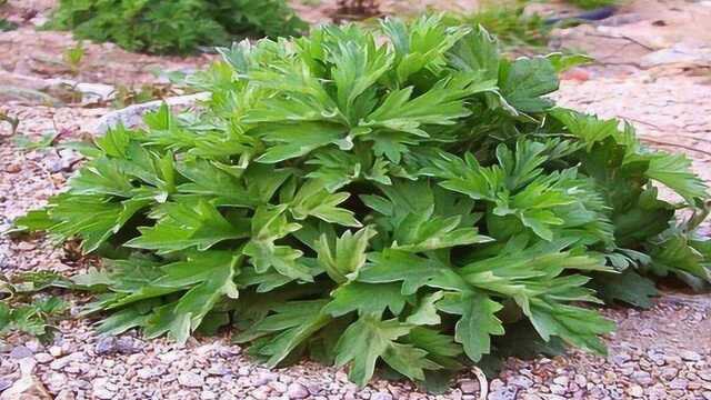 小小一把艾草,原来艾叶有这么多功效,后悔现在才知道,记得收藏