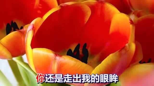 一首情歌《下定决心放手让你走》超好听